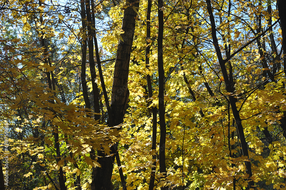 autumn landscape - yellow maple leaves in the trees in the park