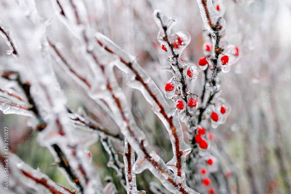 Winter, icing, trees with berries in ice Winter, icing, trees with berries in ice