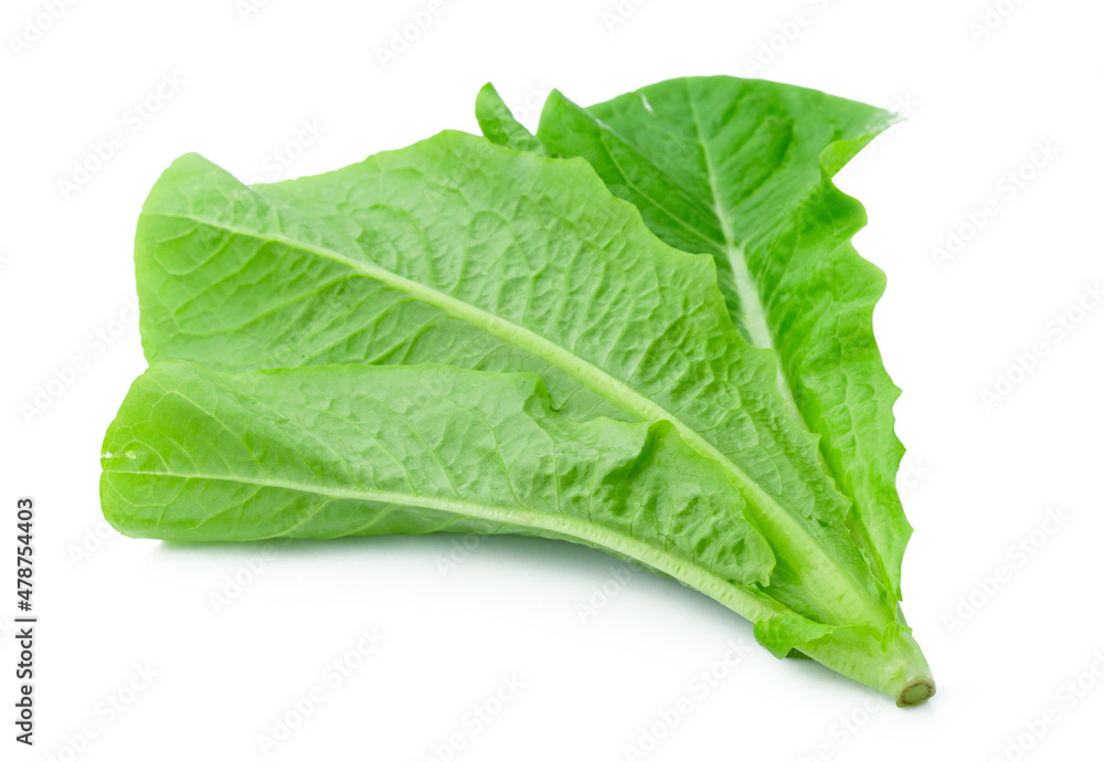Lettuce vegetable isolated on white background Lettuce vegetable isolated on white background