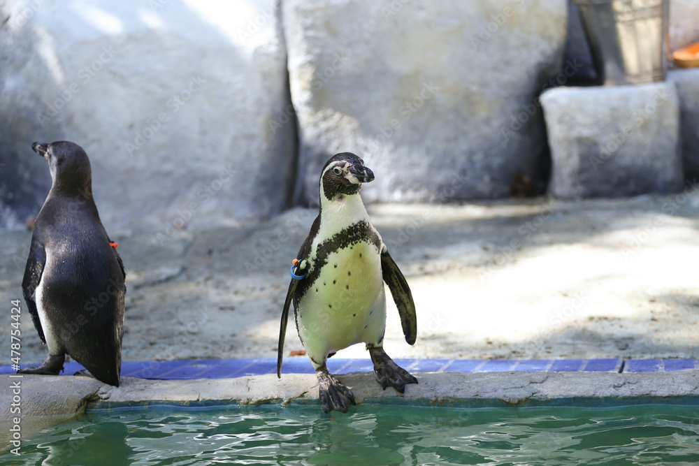 Fototapeta premium penguin animal in the zoo