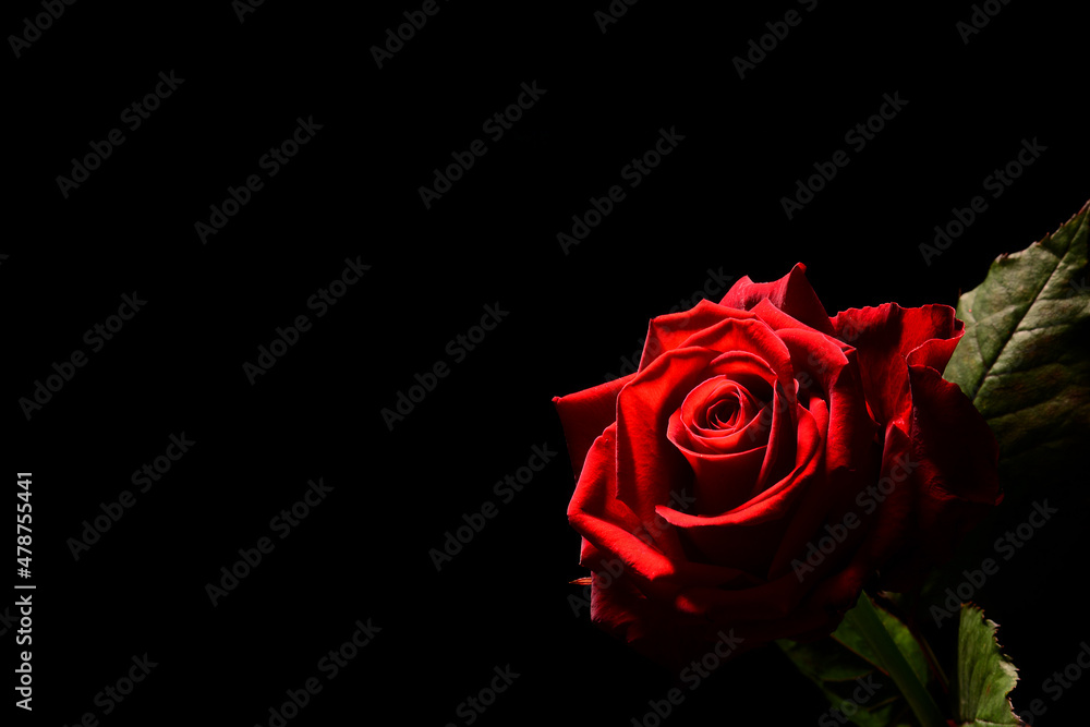Czerwona róża na czarnym tle. textura pod życzenia na walentynki dla niej lub dla niego. kompozycja róży symbolizującej namiętność, czułość, miłość, delikatność.  - obrazy, fototapety, plakaty 