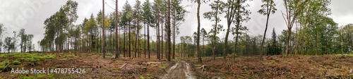 Exploitation forestière dans le massif des Vosges, France