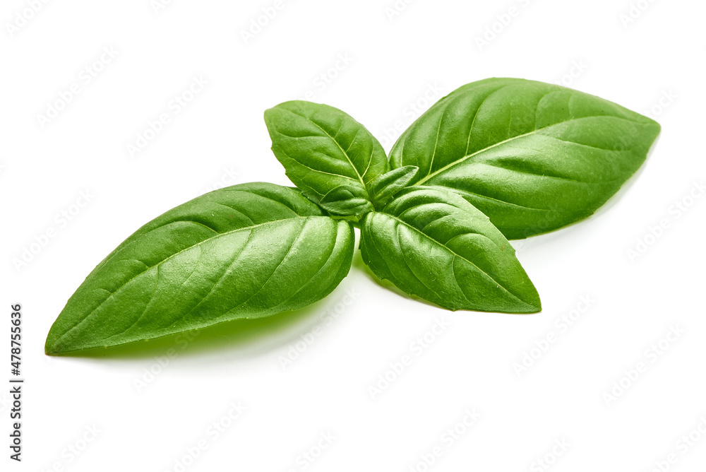 Fresh green basil leaves, isolated on white background. Fresh green basil leaves, isolated on white background.
