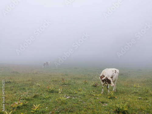   levage bovin sur le Larmont  Jura  Doubs  avant-pays comtois  France