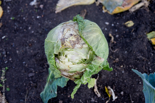 a head of cabbage in the country. a bad cracked cabbage. autumn harvest