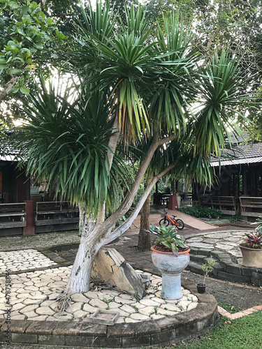 Planting Dracaena loureiroi in Thailand. photo