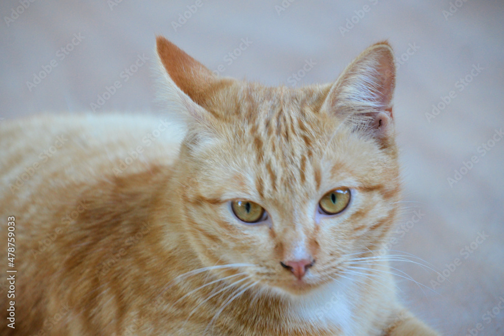 Fototapeta premium cat looking at camera. Cute domestic animal.