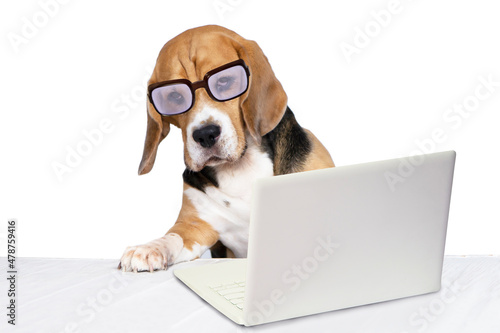 funny dog with glasses looking laptop on white background 