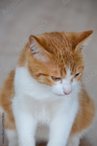 cat looking at camera. Cute domestic animal.