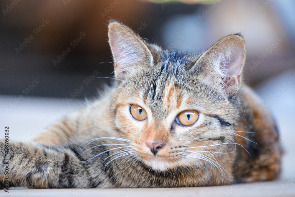 cat looking at camera. Cute domestic animal. cat looking at camera. Cute domestic animal.