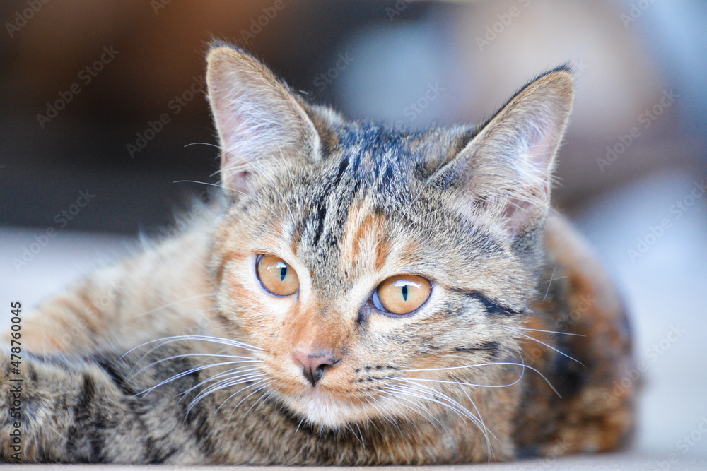 cat looking at camera. Cute domestic animal.