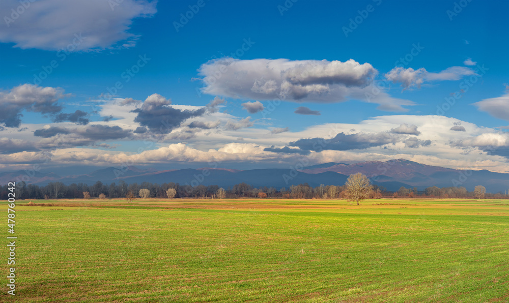 Agriculture. Autumn sowing. Young wheat on a sunny day in winter. Behind the field are colorful trees and cloudy sky. Agriculture. Autumn sowing. Young wheat on a sunny day in winter. Behind the field are colorful trees and cloudy sky.