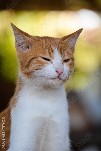 cat looking at camera. Cute domestic animal.