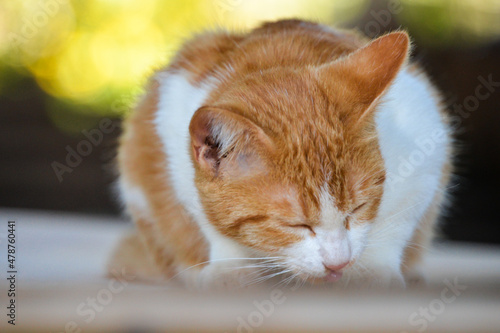 cat looking at camera. Cute domestic animal.