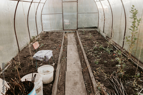 Young cultivar tomatoes growing in the modern arc polycarbonate greenhouse