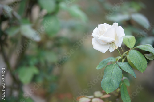 blooming white rose flower in bloom in garden