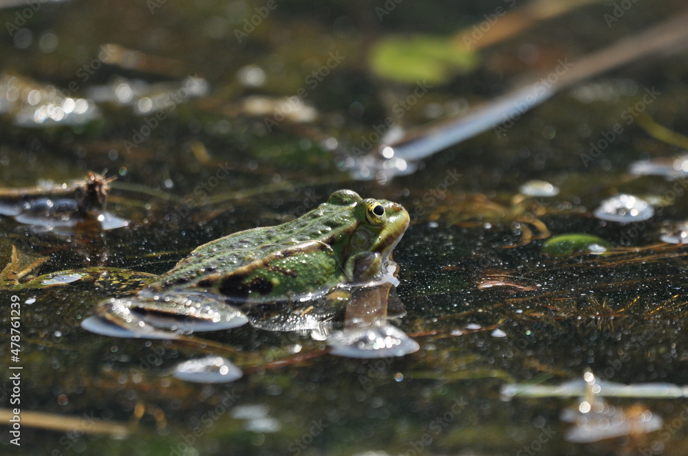 Green frog mating in the wetlands. Spring and reproduction of amphibians. Green frog mating in the wetlands. Spring and reproduction of amphibians.
