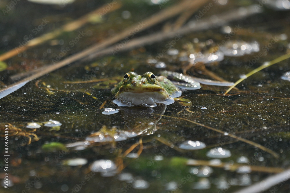 Green frog mating in the wetlands. Spring and reproduction of amphibians.