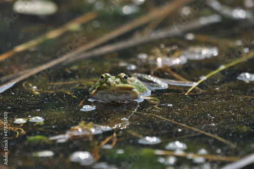 Green frog mating in the wetlands. Spring and reproduction of amphibians.