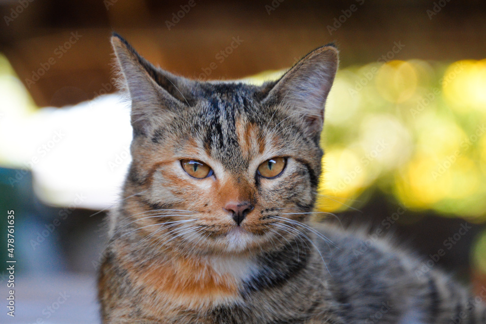 Fototapeta premium cat looking at camera. Cute domestic animal.