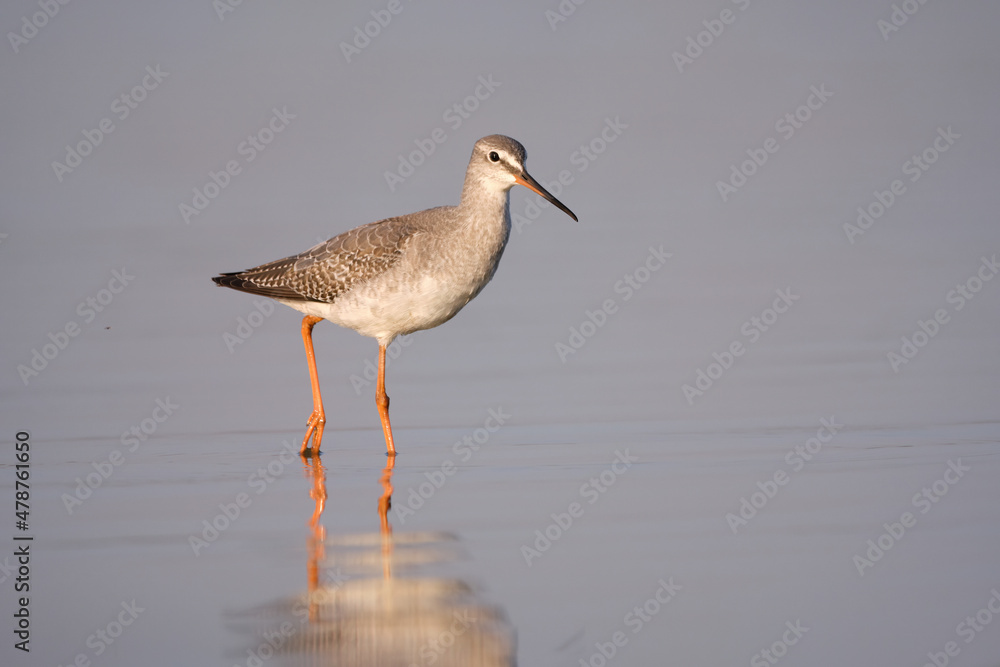 Spotted redshank - Tringa erythropus shorebird Spotted redshank - Tringa erythropus shorebird