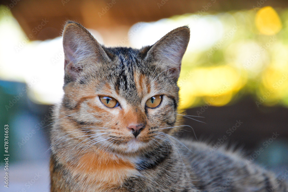 Fototapeta premium cat looking at camera. Cute domestic animal.