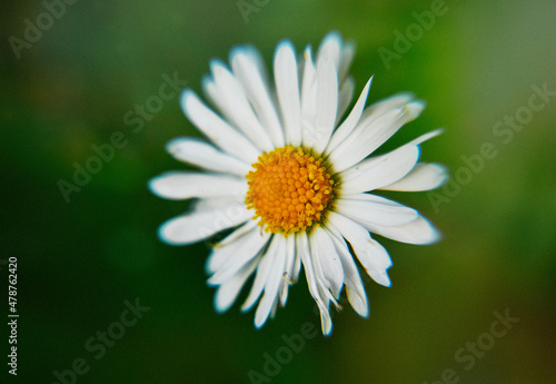 daisy in the meadow, flowers, nature