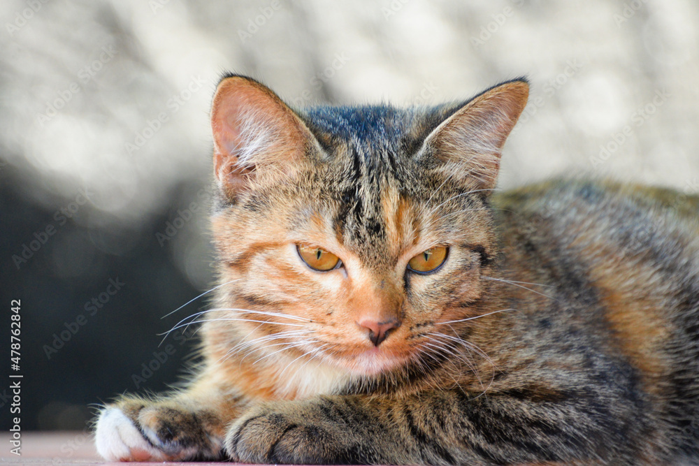 cat looking at camera. Cute domestic animal. cat looking at camera. Cute domestic animal.
