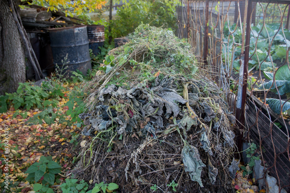 Shredded grass and dry fallen leaves of trees are used for mulching beds. Man's hands shovel grass cuttings and fallen leaves into compost heap in his backyard Shredded grass and dry fallen leaves of trees are used for mulching beds. Man's hands shovel grass cuttings and fallen leaves into compost heap in his backyard