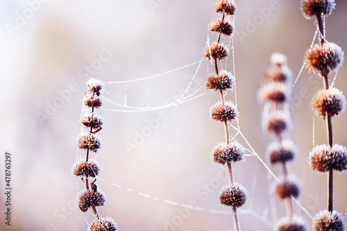 delicate openwork flowers in the frost. Gently lilac frosty natural winter background. Beautiful winter morning in the fresh air. Soft focus. 