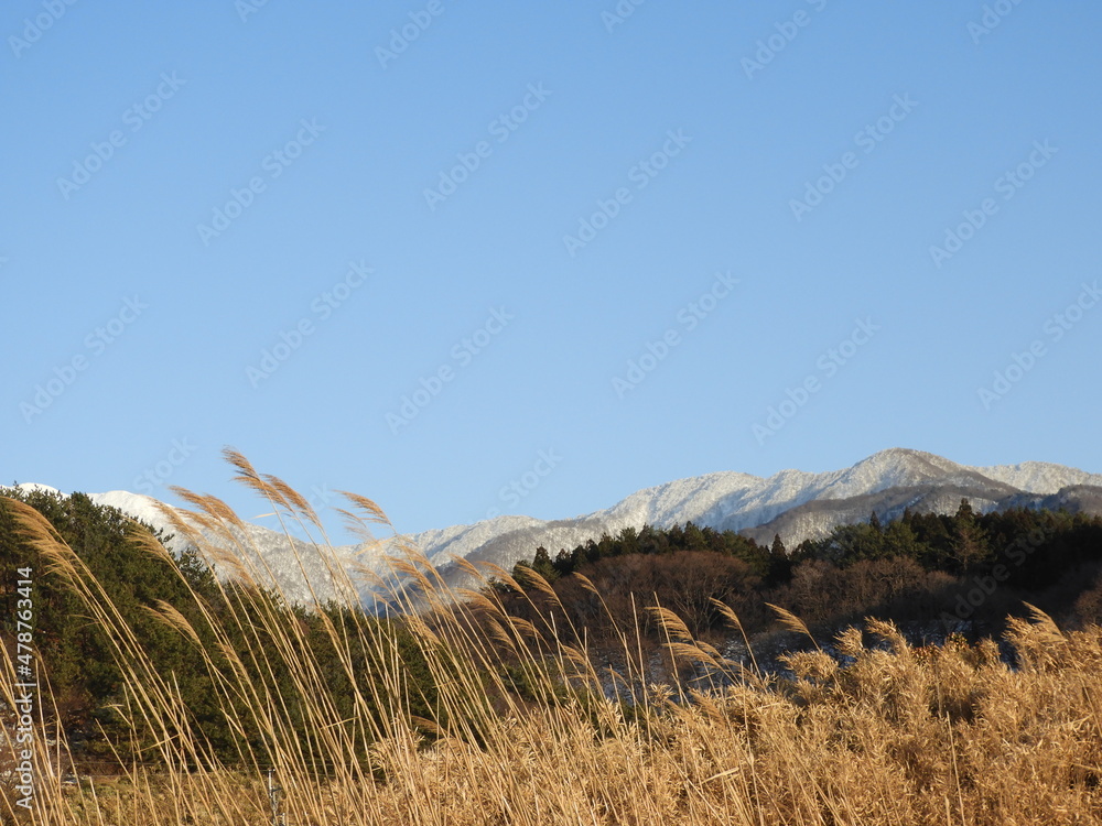 Naklejka premium 早春の白神山地
