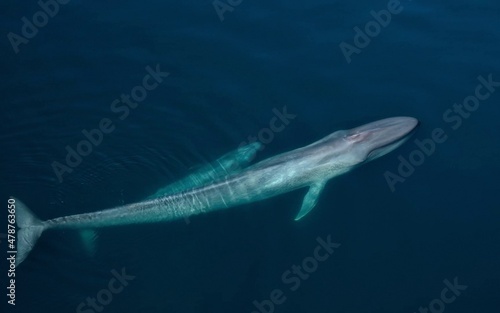 Fototapeta shark underwater