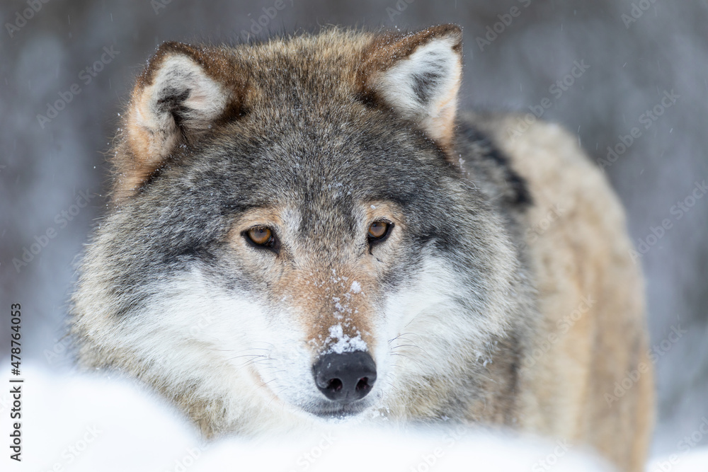 Close-up portrait of a magnificent wolf in the cold winter