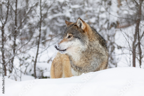 One beautiful wolf standing in the snow in beautiful winter forest © kjekol