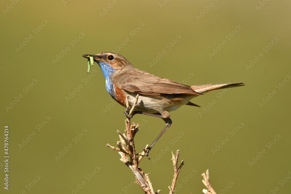 Fototapeta premium Pechiazul con una oruga en la sierra de gredos