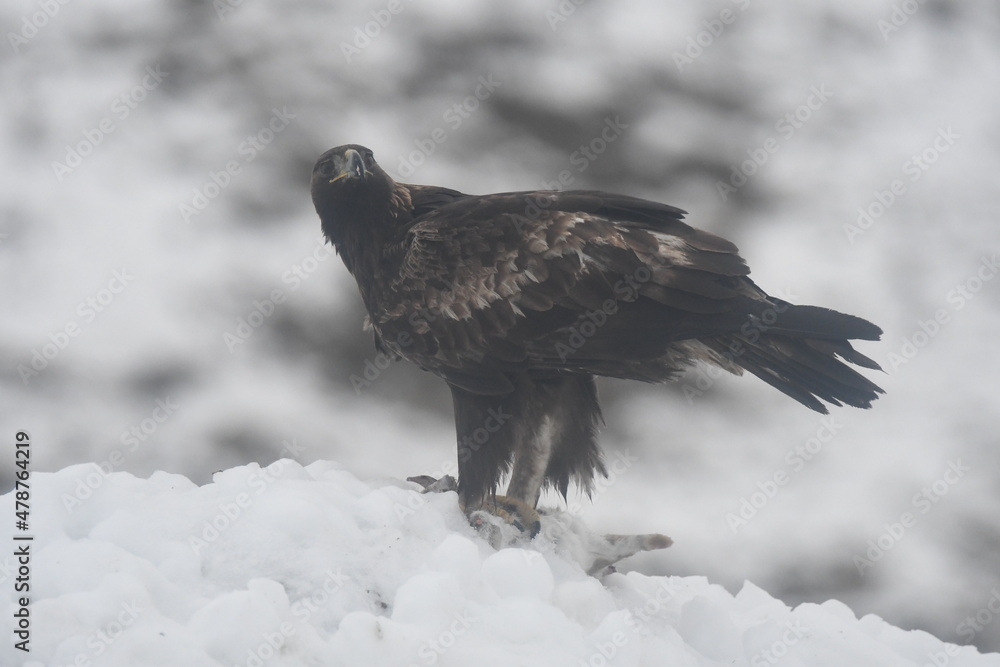 Fototapeta premium Aguila real en la montaña