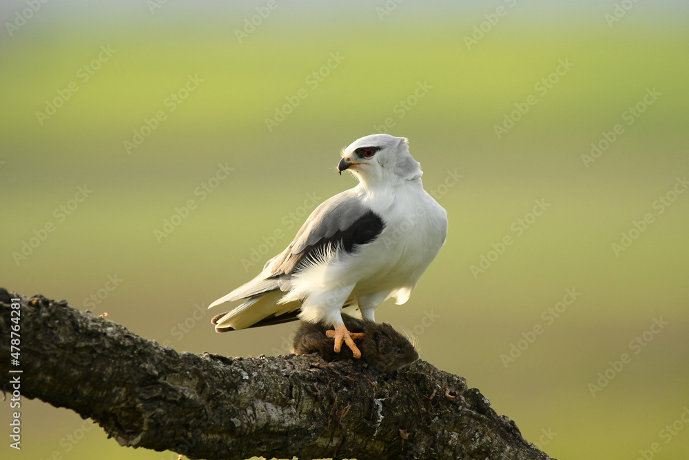 Obraz premium Un elanio se come su presa en el arbol