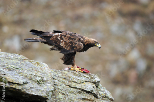 Aguila real en la montaña © Juan Pablo Fuentes S