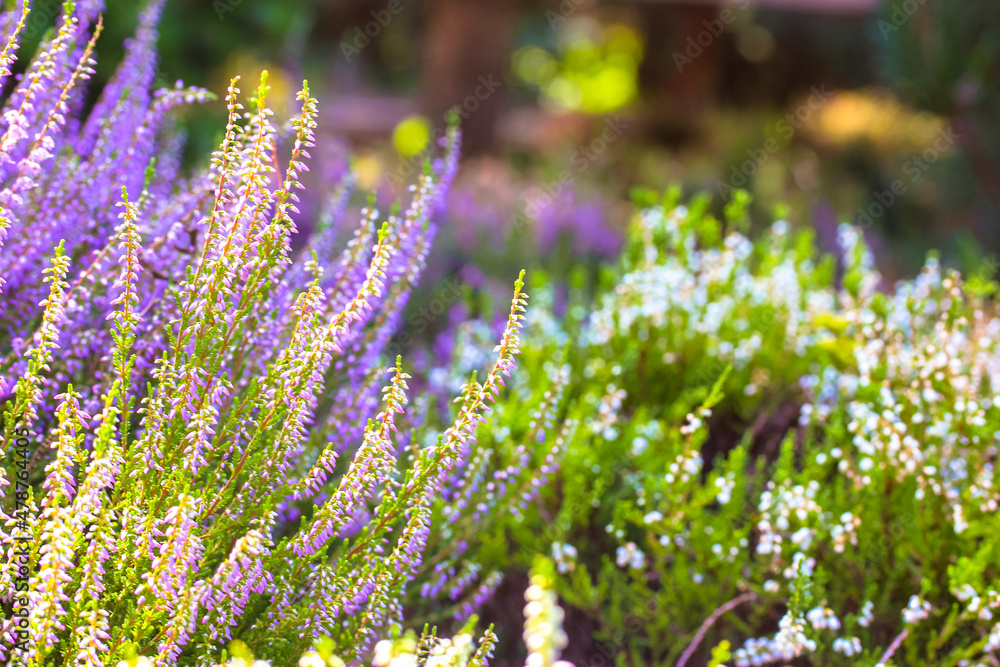Obraz premium Beautiful blooming purple heather in wood, forest, meadow at sunny day. Small lilac flowers on long stems in botanical garden. Flowering, gardening, floriculture. Calluna vulgaris on green background.