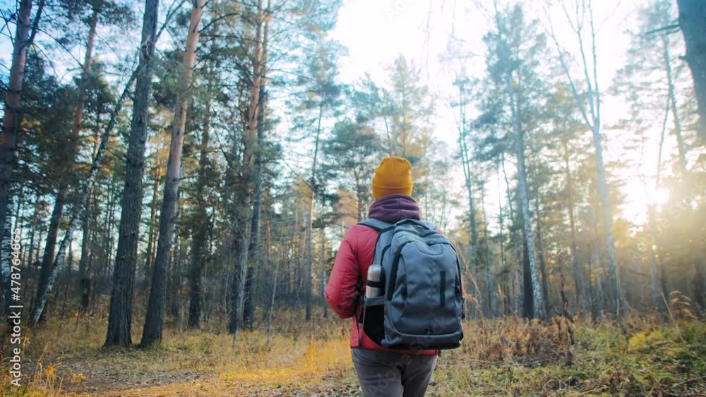 Woman wearing warm autumn clothes and backpack with thermos hikes walking around coniferous forest at sunset backside view slow motion Woman wearing warm autumn clothes and backpack with thermos hikes walking around coniferous forest at sunset backside view slow motion