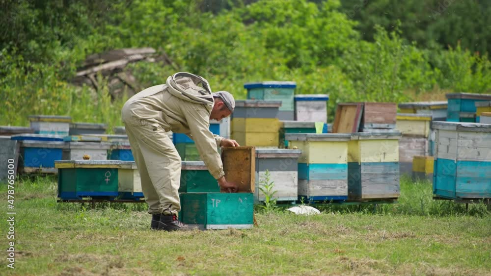 Apiarist examines the honeycomb frames in his apiary. Male beekeeper shakes off the insects from the frame. Green trees at the background. Apiarist examines the honeycomb frames in his apiary. Male beekeeper shakes off the insects from the frame. Green trees at the background.