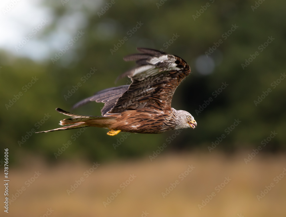 Obraz premium Red Kite Feeding In Flight