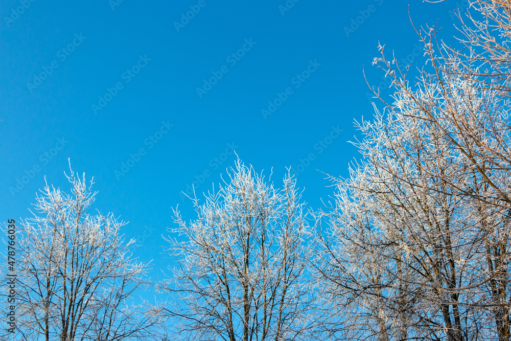 Blue sky background in winter with beautiful frozen branches in white Blue sky background in winter with beautiful frozen branches in white