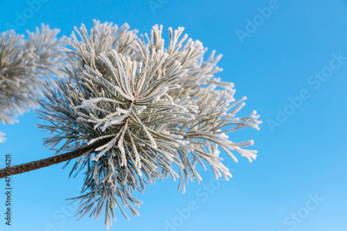 Coniferous tree  pine  covered with beautiful frost in winter against the blue sky in park