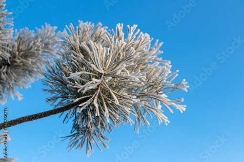 Coniferous tree  pine  covered with beautiful frost in winter against the blue sky in park