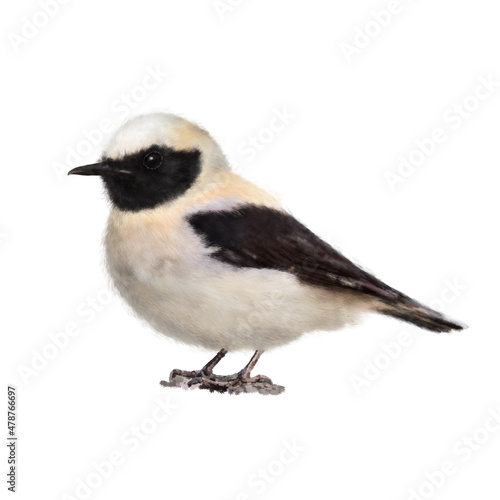Cute hand drawn Black-eared wheatear (Oenanthe hispanica) isolated on white background. Realistic illustration for your design, prints, childrens books illustrating.  © TaninoPic