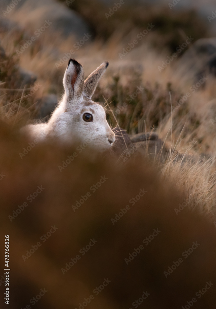 Mountain Hare