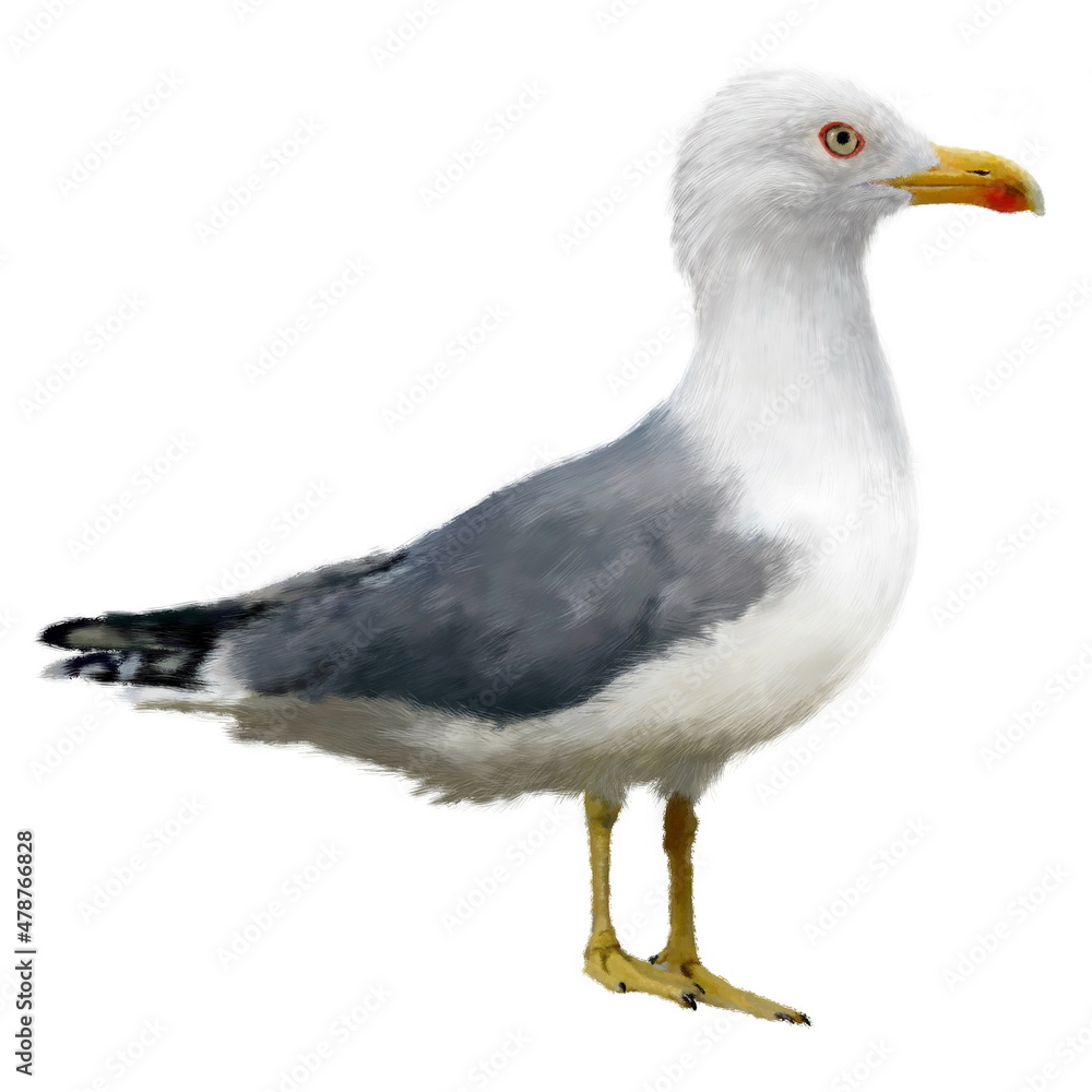 The common Yellow-legged Gull isolated on white background. Realistic illustration for your design, prints, vacation advertising, childrens books illustrating. The common Yellow-legged Gull isolated on white background. Realistic illustration for your design, prints, vacation advertising, childrens books illustrating.