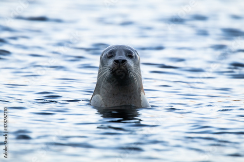 Grey Seal Stopping To Say Hi photo