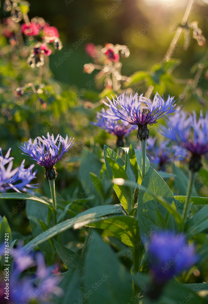 Centaurea montana - blue flowering Perennial cornflower, mountain cornflower. Centaurea montana - blue flowering Perennial cornflower, mountain cornflower.